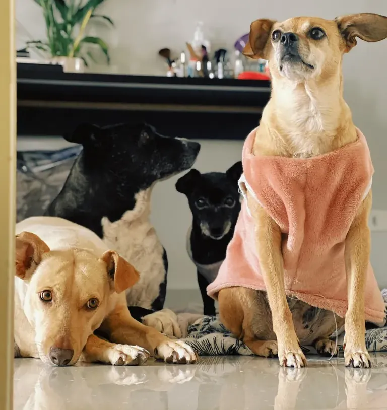 Os cachorros juntos, um deles de roupinha rosa