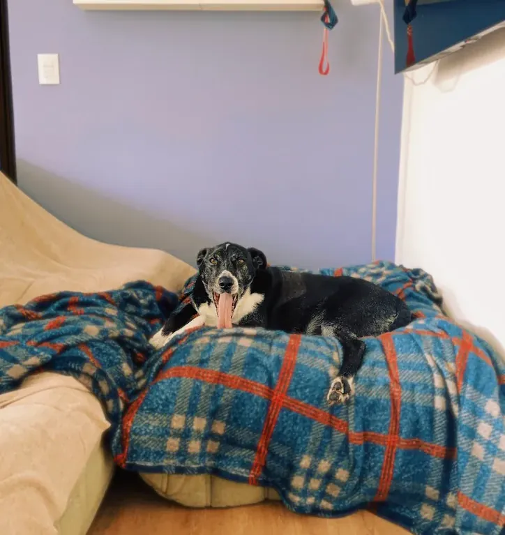Cachorro dormindo enrolado na manta xadrez